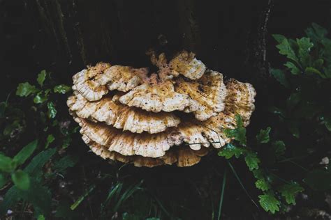 Brown mushroom during daytime photo – Free Fungus Image on Unsplash