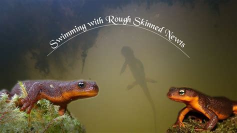 Swimming With Poisonous Rough Skinned Newts Swimmers Daily