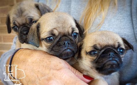 Amish-bred Pugs Archives | Homestead Oaks