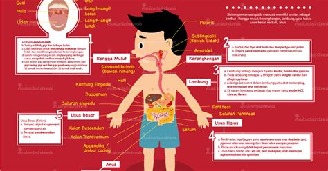 Fungsi Sistem Pencernaan Pada Manusia Biologi Edukasi Belajar Sains