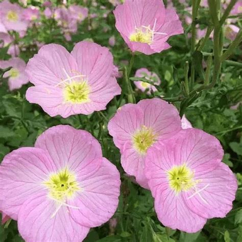 Seeds Perennial Oenothera Speciosa Showy Evening Primrose Wild