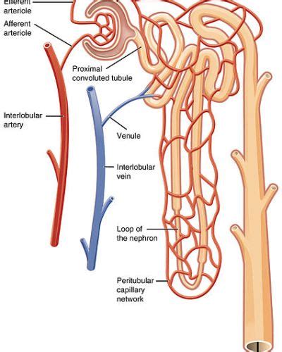 What is the Difference Between Renal Plasma Flow and Renal Blood Flow ...