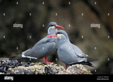 Larosterna Inca Pucusana Peru Hi Res Stock Photography And Images Alamy