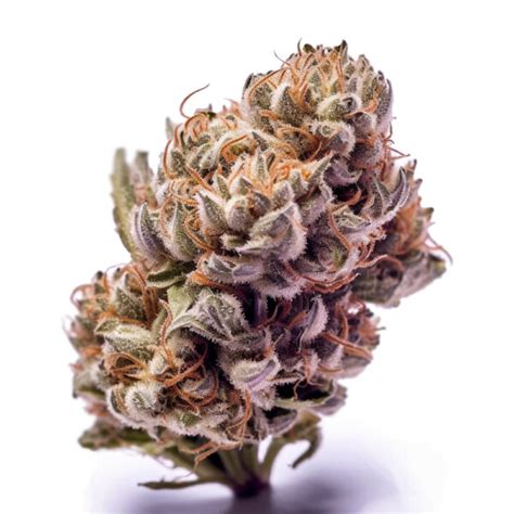 Purple Haze Cannabis Seeds | Seeds Genetics Co.