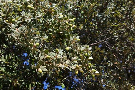 Evergreen Oak Quercus Ilex Stock Image Image Of Holm 251882341