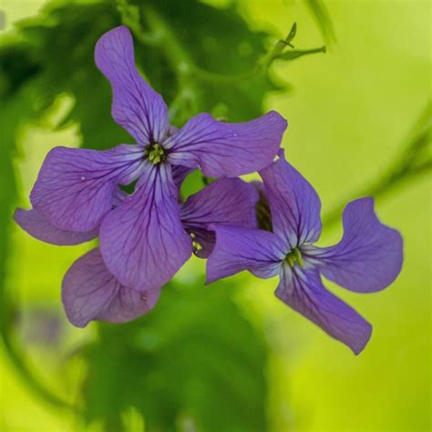 Fleurs Violettes Pour Votre Jardin Lilas Pourpre Pervenches Mauves