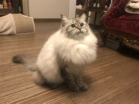 Huge Cat