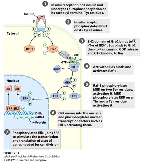 PHAR 520 Receptor Tyrosine Kinases Diagram Quizlet