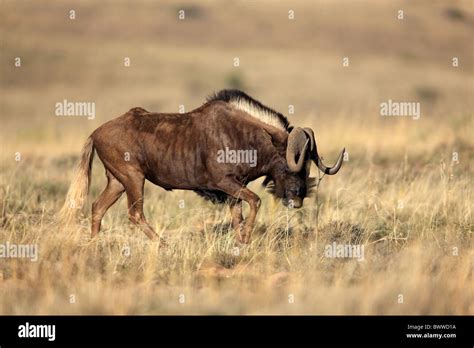 wildebeest wildebeests africa african bovid bovids bovidae ruminant ...