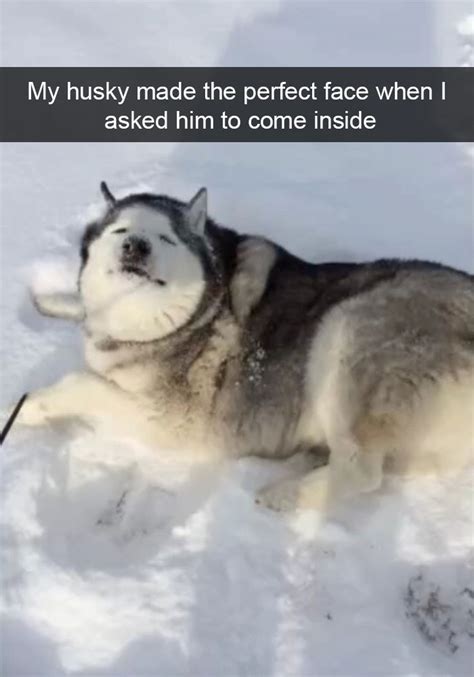 Husky Meme