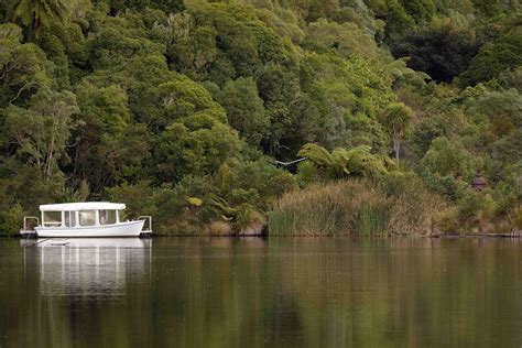 “Wild – as nature intended”: Wildlife spotting at Zealandia Ecosanctuary – Leon Berard Photography