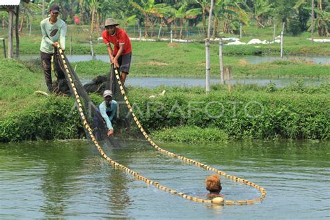 Target Produktivitas Perikanan Budidaya Antara Foto