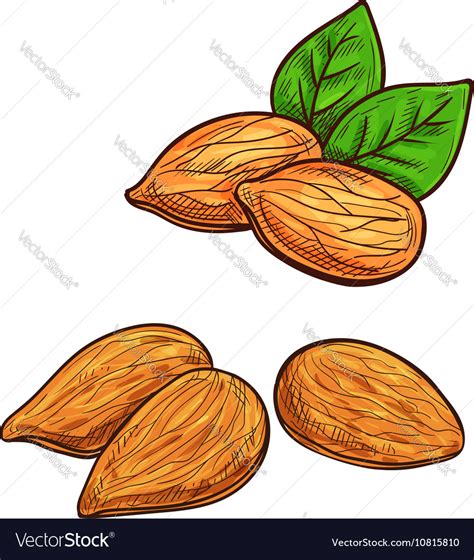 Almond Isolated Icon Royalty Free Vector Image