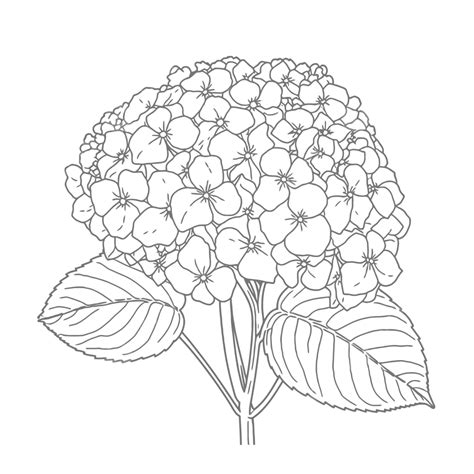 Hydrangea Flower Coloring Page Printable Pdf And Svg