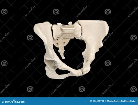 Pelvis Human Skeleton Female Pelvic Bone Anatomy Hip 3d Artwork