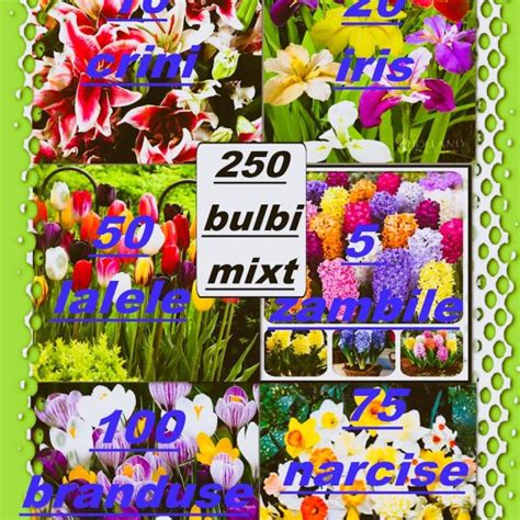 Bulbi De Lacramioare Margaritar Roze 5 Bulbi Pe Pachet Bulbi Flori