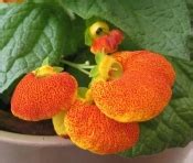 Pocketbook Plant Care: How to Grow Calceolaria Indoors