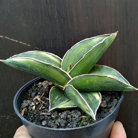 Sansevieria Samurai Dwarf Variegata Aroid Nursery