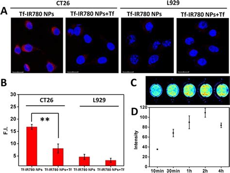 Figure From IR 780 Dye Loaded Tumor Targeting Theranostic 59 OFF