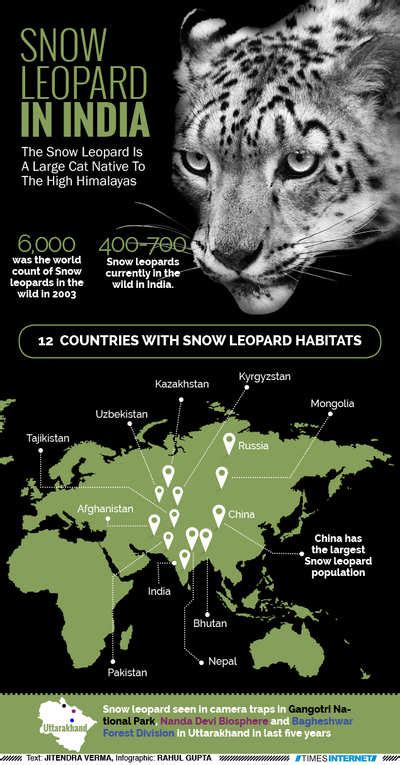 Snow leopard in India - Times of India