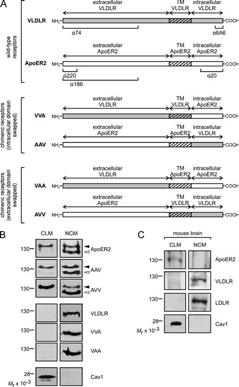 Localization Of Apoer Vldlr And Chimeric Receptors Within The Plasma