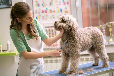 『犬と関わる仕事』5選 未経験でもできる職業や必ず知っておくべき注意点まで解説 わんちゃんホンポ