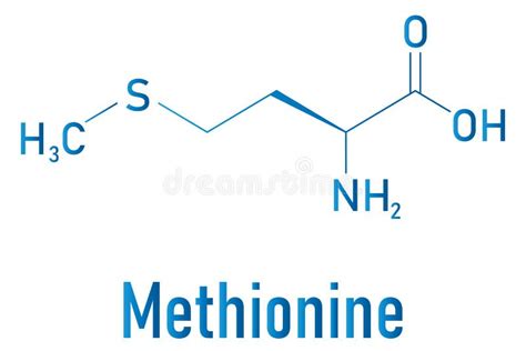 Methionine Or L Methionine Met M Amino Acid Molecule Skeletal