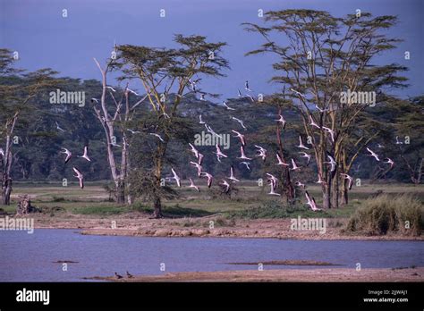 Pink Flamingo At Sunset Hi Res Stock Photography And Images Alamy