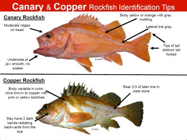 Rockfish identification tips | Oregon Department of Fish & Wildlife