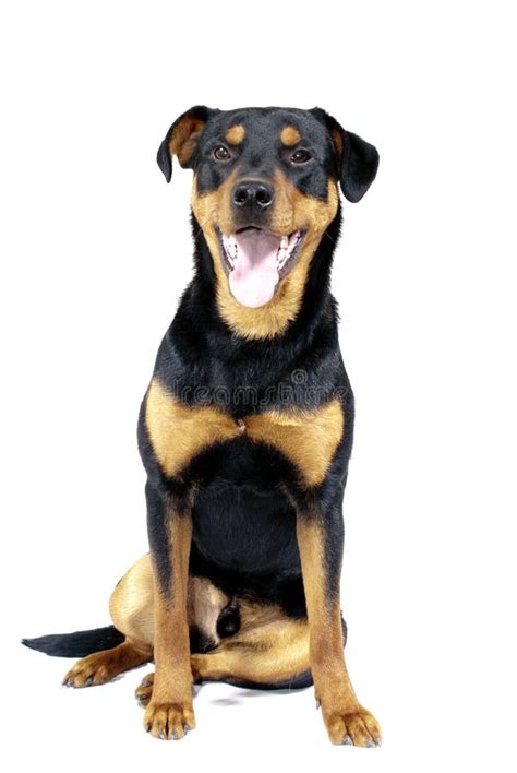 Cute Rottweiler Pincher Stock Image Image Of Obedient 13705139