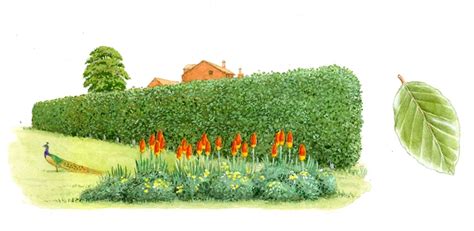 Hedge Drawing at GetDrawings | Free download