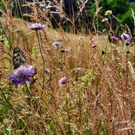 Knautia Arvensis Wiesenwitwenblume WildBlumenLiebe