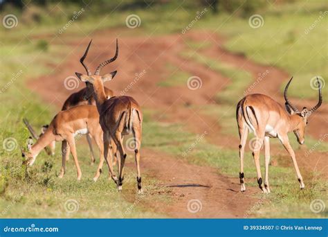 Wildlife Buck Herd Animal Stock Image Image Of Impala 39334507