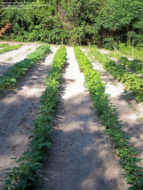 PlantFiles Pictures Snap Bean String Green Or French Bean Hialeah