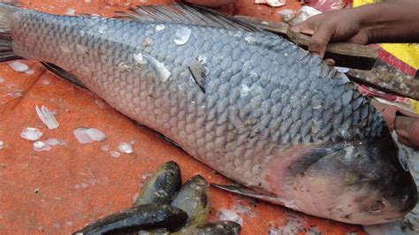 Incredible Giant Big Size Katla Fish Cutting Skills Bangladeshi Fish