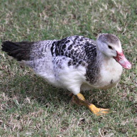 Muscovy Ducklings