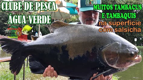 CLUBE DE PESCA ÁGUA VERDE MUITOS TAMBACUS E TAMBAQUIS YouTube