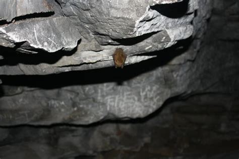 The only bat we saw - Picture of Mammoth Cave National Park, Mammoth ...