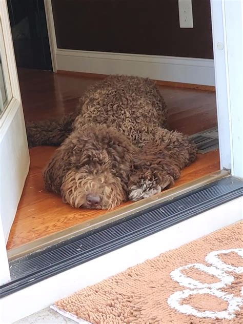 Before And After Grooming Rgoldendoodles