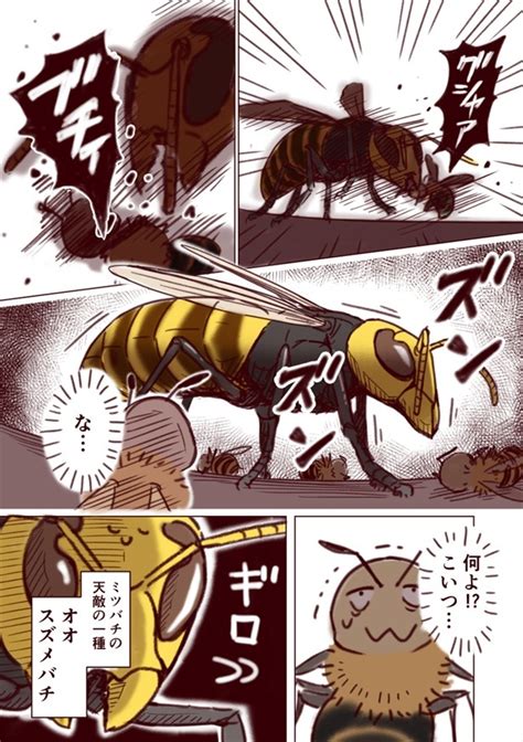 ＜画像8 32＞ミツバチの生態は必殺技ありの“バトル漫画”だったスズメバチとの死闘描く創作漫画が学べて熱い【作者に訊く】｜ウォーカープラス