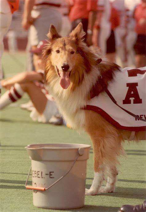 63 best Live Mascots: Reveille of Texas A&M images on Pinterest ...