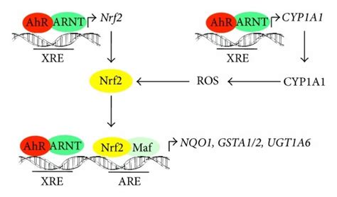 The Proposed Model For Coordinate Induction Of Nrf2 Dependent Genes By