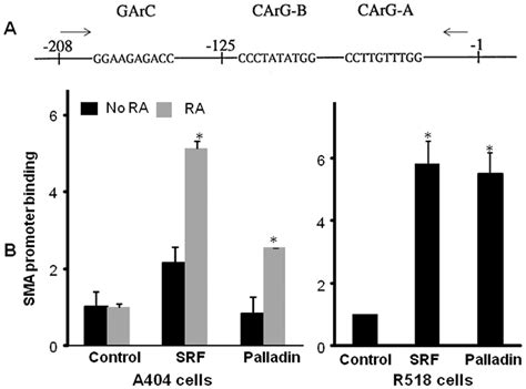 Chromatin Immunoprecipitation Assay Showing That Palladin Associates