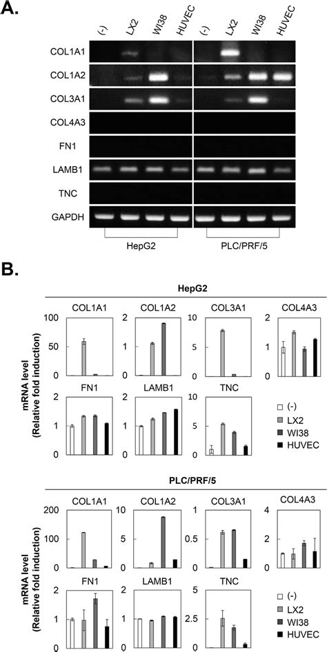 Collagen 1a1 Expression Is Increased By The Interaction Between Hscs