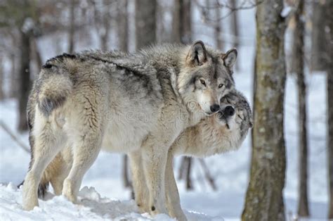 Timber Wolves Kissing stock photo. Image of male, timber - 62978988