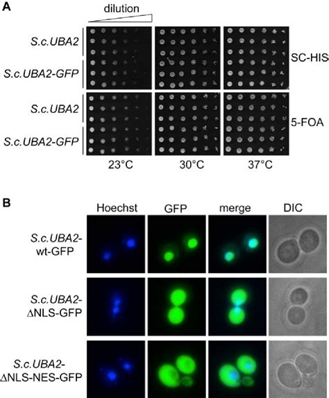 Figure From Mechanisms Of The Intracellular Localization Of The Sumo