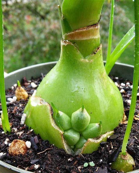 56 Viviparous Plants That Look Both Gruesome And Fascinating