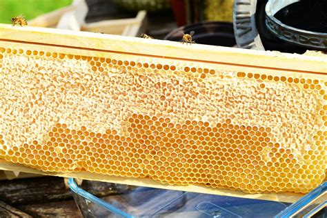 Importance Of Beehive Frames In Beekeeping