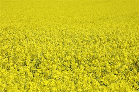 Yellow Field Free Photo Download Freeimages