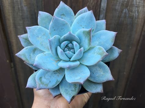 Echeveria Blue Bird Blue Succulents Planting Succulents Cacti And